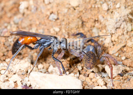 Chasse à l'Araignée Priocnemis schioedtei (WASP) femelle adulte avec paralysé des proies. L'araignée Powys, Pays de Galles. Septembre. Banque D'Images