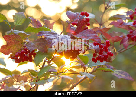 Guelder Rose (Viburnum opulus) du soleil si un arbre avec des fruits mûrs en automne. Powys, Pays de Galles. Octobre. Banque D'Images