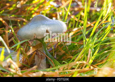 Roundhead (Stropharia caerulea Blue) organe de fructification dans les prairies. Powys, Pays de Galles. Novembre. Banque D'Images