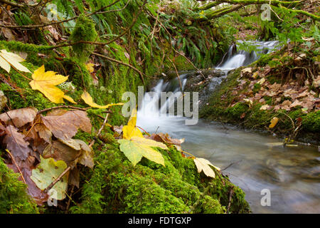 Les fougères et les feuilles tombées à côté d'un cours d'eau forestiers en automne. Powys, Pays de Galles. Novembre. Banque D'Images