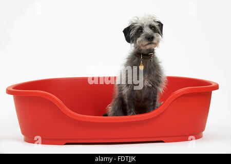 Studio Shot of Animal Lurcher assis dans Red Dog Bed Banque D'Images