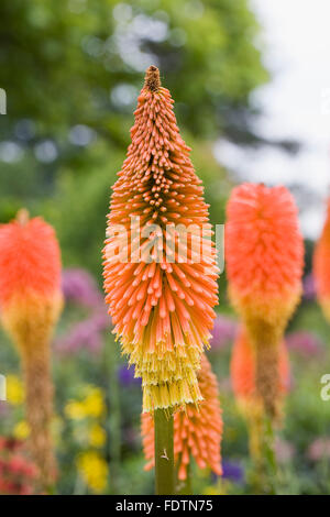 Kniphofia 'Prince Igor". Red Hot Poker fleurs. Banque D'Images