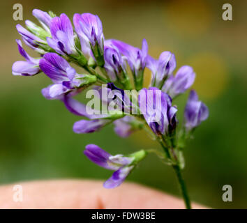 Luzerne, Medicago sativa, Lucerne, propagation vivace herbe avec des feuilles composées trifoliées, bleuâtre fleurs violettes, de cultures fourragères Banque D'Images