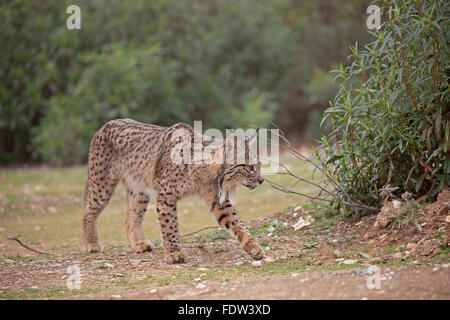 Lynx sauvages du parc national de l'Espagne à Andujar Banque D'Images