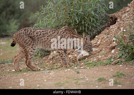 Lynx sauvages du parc national de l'Espagne à Andujar Banque D'Images