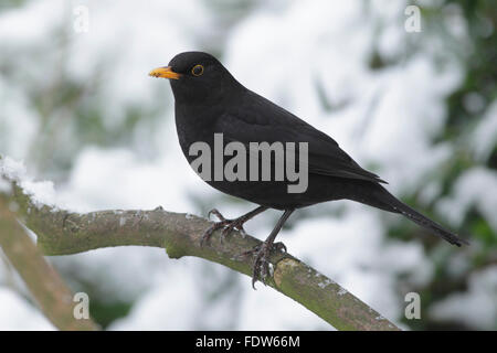 Blackbird européenne (Turdus merula) mâle adulte, perché sur une branche, dans la neige, en Angleterre, Janvier Banque D'Images