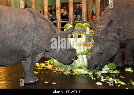 Pilsen, République tchèque. 09Th Feb 2016. De rares rhinocéros Indien nommé veau Maruska (à gauche) célèbre son deuxième anniversaire en Plzen zoo, République tchèque, le mardi 2 février 2016. Voir à droite est sa mère Manjula. Photo : CTK Peskova Lada/Photo/Alamy Live News Banque D'Images