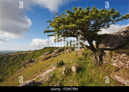 L'aubépine arbre sur un banc de la Tor, nr Holne, Dartmoor National Park, Devon, Grande Bretagne. Banque D'Images