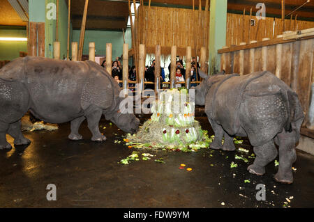 Pilsen, République tchèque. 09Th Feb 2016. De rares rhinocéros Indien nommé veau Maruska (à droite) célèbre son deuxième anniversaire en Plzen zoo, République tchèque, le mardi 2 février 2016. Voir à droite est sa mère Manjula. Photo : CTK Peskova Lada/Photo/Alamy Live News Banque D'Images