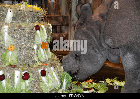 Pilsen, République tchèque. 09Th Feb 2016. De rares rhinocéros Indien nommé veau Maruska (photo) célèbre son deuxième anniversaire en Plzen zoo, République tchèque, le mardi 2 février 2016. Voir à droite est sa mère Manjula. Photo : CTK Peskova Lada/Photo/Alamy Live News Banque D'Images