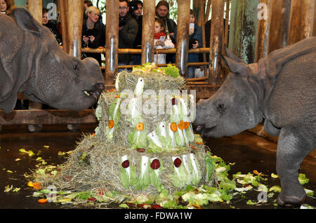 Pilsen, République tchèque. 09Th Feb 2016. De rares rhinocéros Indien nommé veau Maruska (à droite) célèbre son deuxième anniversaire en Plzen zoo, République tchèque, le mardi 2 février 2016. Photo de gauche est sa mère Manjula. Photo : CTK Peskova Lada/Photo/Alamy Live News Banque D'Images