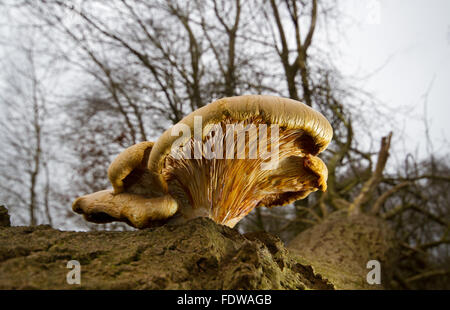 Big pleurote Pleurotus dryinus (probablement) poussant sur un arbre de chêne tombée morte Banque D'Images