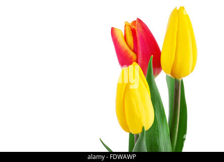 Tulipes, isolé sur blanc. Banque D'Images