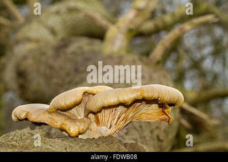 Pleurote Pleurotus dryinus (probablement) poussant sur un arbre de chêne tombée morte Banque D'Images