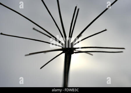 Hemlock dead flower head motif starburst Banque D'Images