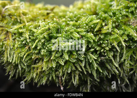 La tourbe de sphaigne (mousse) close up sur branche morte Banque D'Images