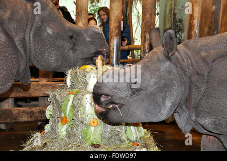 Pilsen, République tchèque. 09Th Feb 2016. De rares rhinocéros Indien nommé veau Maruska (à droite) célèbre son deuxième anniversaire en Plzen zoo, République tchèque, le mardi 2 février 2016. Photo de gauche est sa mère Manjula. Photo : CTK Peskova Lada/Photo/Alamy Live News Banque D'Images