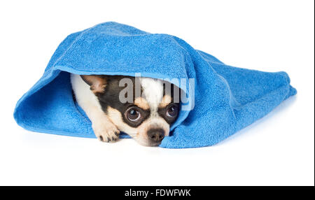 Chihuahua en serviette bleu isolated on white Banque D'Images