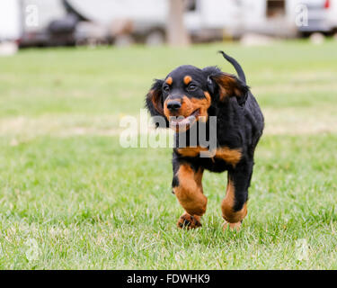 Chiot Setter Gordon en marche dans l'herbe Banque D'Images