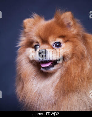 Spitz sur fond noir Banque D'Images