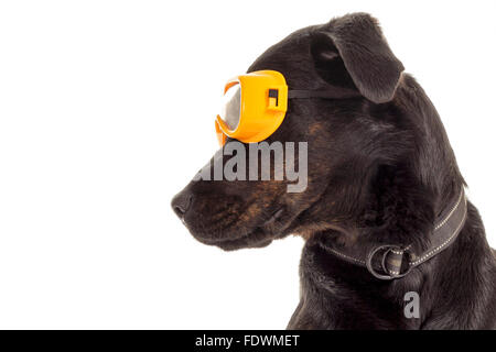 Portrait de chien amusant avec un grand black dog wearing protective eyewear isolé sur fond blanc Modèle Libération : N° des biens : oui (chien). Banque D'Images