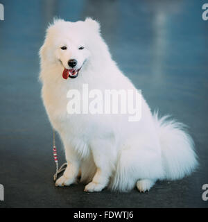 Bjelkier Samoyède blanc heureux chien assis sur le plancher. Le Samoyède est une race de chien qui tient son nom du peuple Samoyedic Banque D'Images