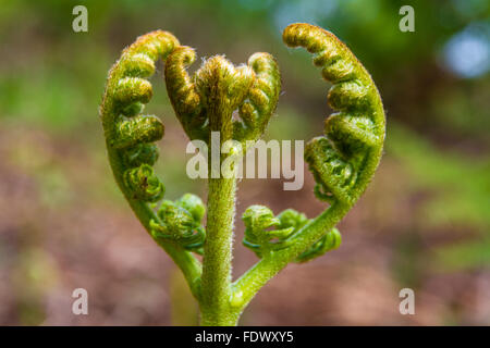 Large immatures buckler, fougère Dryopteris dilatata, récemment apparue sur sol de la forêt. Banque D'Images