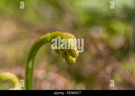 Large immatures buckler, fougère Dryopteris dilatata, récemment apparue sur sol de la forêt. Banque D'Images