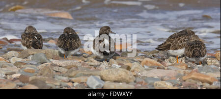 Les tournepierres à marée haute sur Carsethorn beach, l'estuaire de la Nith, Dumfries et Galloway, Écosse, Royaume-Uni Banque D'Images