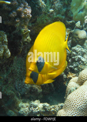 Deux poissons papillons masqués Banque D'Images