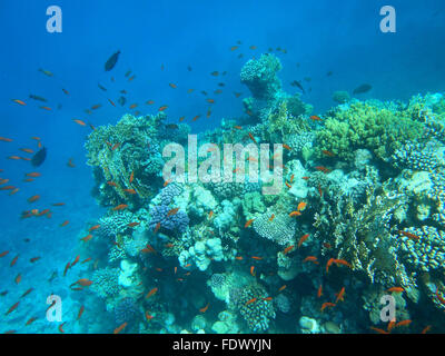 Paysage sous-marin tropical en Mer Rouge Banque D'Images