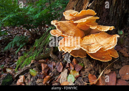 Le crabe des bois / polypore Soufre soufre / poulet / plateau des bois (sulphureus) : Banque D'Images