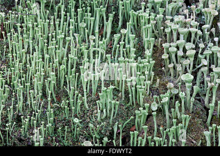 Lichen Cladonia fimbriata Banque D'Images