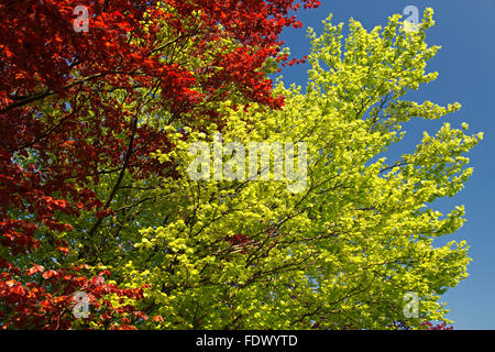 Le hêtre / hêtre commun (Fagus sylvatica) montrant les arbres à feuillage jaune et rouge à l'automne Banque D'Images