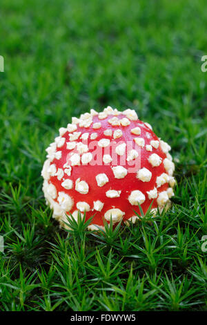 Fly / fly agaric (Amanita Amanita muscaria) Stade précoce montrant globuleuses cap Banque D'Images