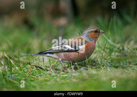 Common Chaffinch (Fringilla coelebs) de nourriture des hommes sur le terrain Banque D'Images