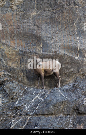 Bighorn (Ovis canadensis) femelle sur vire traversant roche, Jasper National Park, Alberta, Canada Banque D'Images