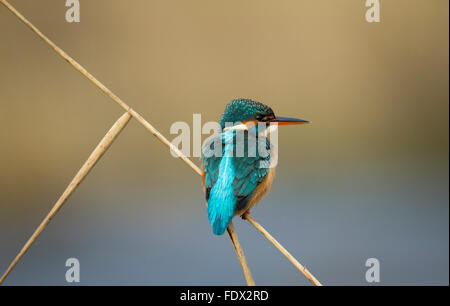Kingfisher (Alcedo atthis) assis sur reed sur une rivière de pêche tout en Banque D'Images