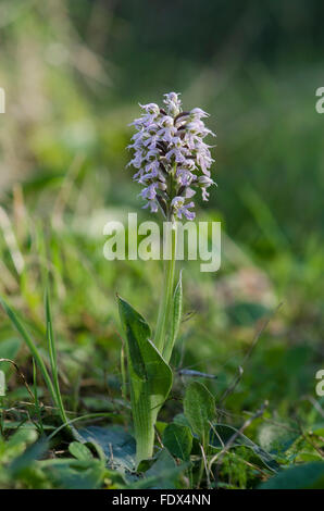 Mijas, Espagne. 2 février 2016. Au début du printemps dans le sud de l'Espagne. orchidées sauvages déjà la floraison. Orchid conique, Orchis conica. Banque D'Images