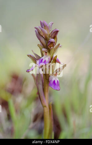 Mijas, Espagne. 2 février 2016. Au début du printemps dans le sud de l'Espagne. orchidées sauvages, fleurs déjà fan-labiés, orchidée Orchis collina Banque D'Images