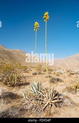 La floraison en agave Canyon Hellhole, Anza-Borrego Desert State Park, Californie Banque D'Images