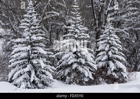 Sapins après une tempête de neige Banque D'Images