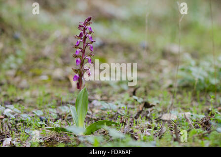 Mijas, Espagne. 2 février 2016. Au début du printemps dans le sud de l'Espagne. orchidées sauvages, fleurs déjà fan-labiés, orchidée Orchis collina Banque D'Images