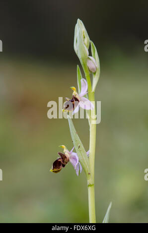 Mijas, Espagne. 2 février 2016. Au début du printemps dans le sud de l'Espagne. orchidées sauvages déjà la floraison. Woodcock orchid, Ophrys scolopax. Banque D'Images