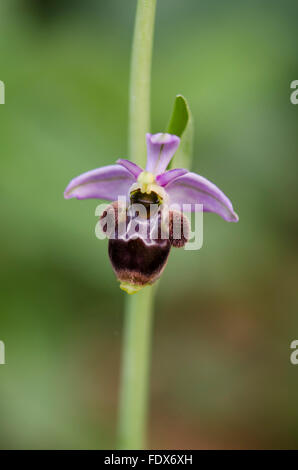 Mijas, Espagne. 2 février 2016. Au début du printemps dans le sud de l'Espagne. orchidées sauvages déjà la floraison. Woodcock orchid, Ophrys scolopax. Banque D'Images