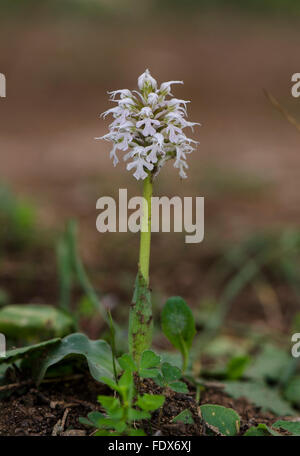 Mijas, Espagne. 2 février 2016. Au début du printemps dans le sud de l'Espagne. orchidées sauvages déjà la floraison. Orchid conique, Orchis conica. Banque D'Images