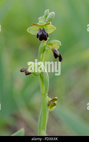 Mijas, Espagne. 2 février 2016. Au début du printemps dans le sud de l'Espagne. orchidées sauvages déjà la floraison. Sombre orchidée abeille , Ophrys fusca. Banque D'Images