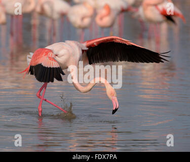 Flamant rose (Phoenicopterus roses) dans l'eau, les ailes battantes, Camargue, sud de la France, France Banque D'Images