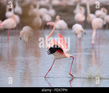 Flamant rose (Phoenicopterus roseus), l'atterrissage, groupe, Camargue, sud de la France, France Banque D'Images