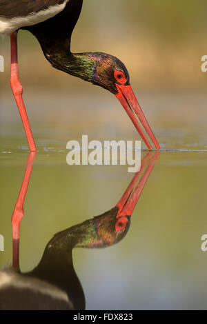 La cigogne noire (Ciconia nigra), la chasse aux poissons, close-up, portrait, Parc National de Kiskunság, à l'Est de la Hongrie, Hongrie Banque D'Images